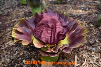 ħ�󻨵������빦Ч ħ�󻨵�ҩ�ü�ֵ