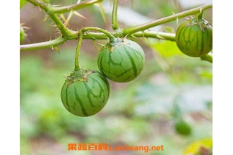 �����ӵĹ�Ч������ �����ӵ�ҩ�ü�ֵ