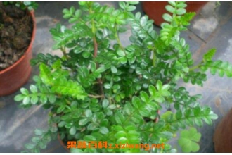 ����ľ�����ֳ ����ľ����ֳ����
