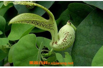 ������Ĺ�Ч������ ������ĸ�����