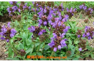 �ĿݲݵĹ�Ч������ �Ŀݲݵĸ�����