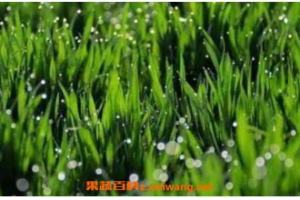 С����֭�Ĺ�Ч������ С����֭���˸�����