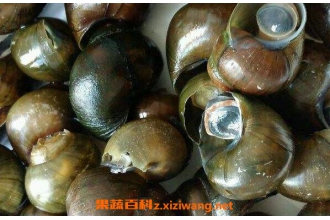 ���ݿǵĹ�Ч������ ���ݿǵĳɷ���ʲô