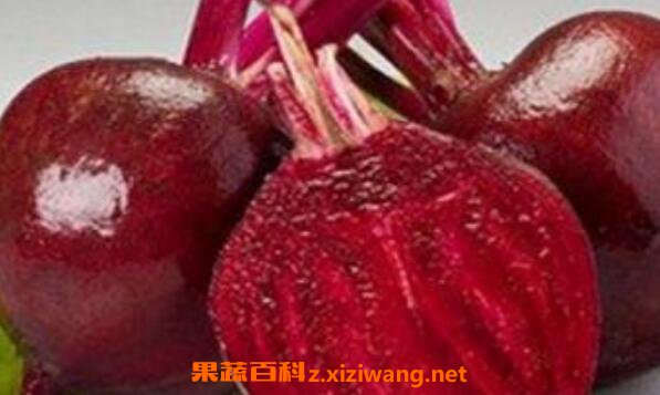 甜菜根 甜菜根的功效与作用 甜菜根的营养价值 果蔬百科全说www Asqxzs Com 甜菜根 甜菜根的功效与作用 甜菜根的营养价值 果蔬百科全说www Asqxzs Com