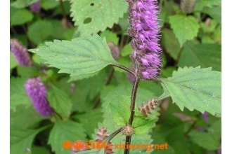 ��޸�ݵ�ҩ�ü�ֵ ��޸�ݵļ��𷽷�