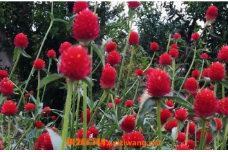 ǧ�պ���ʲô ǧ�պ�Ĺ�Ч������