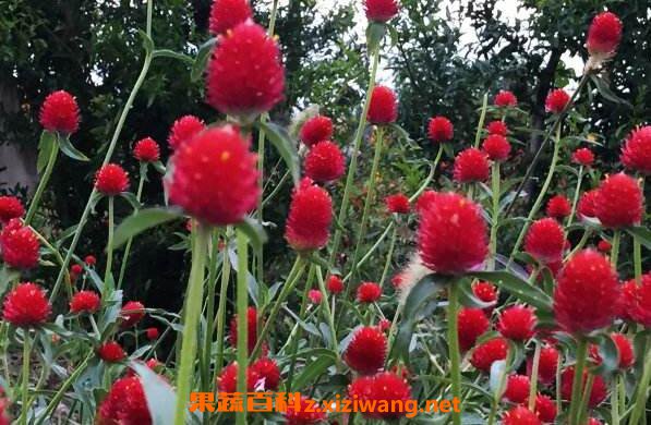 ǧ�պ���ʲô ǧ�պ�Ĺ�Ч������