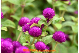 ǧ�պ���ˮ�ȵĹ�Ч������
