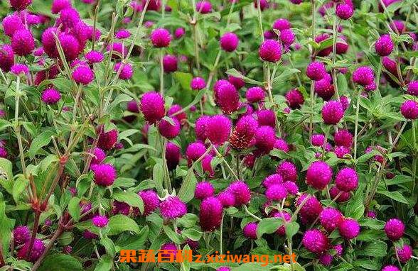 ǧ�պ���ˮ�ȵĹ�Ч������