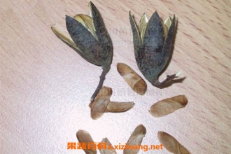 �������ݲ���ʲô��Ч �������ݲ�Ĺ�Ч������