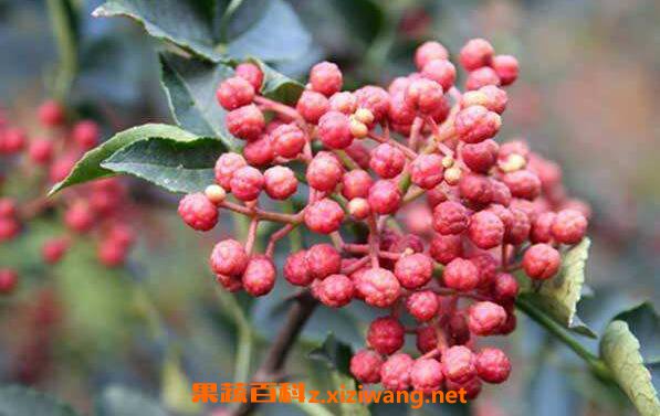 ����ˮ�ݽŵĹ�Ч������ Ů���û����ݽŵĺô�