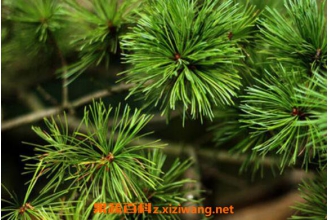 ����Ҷ�ĸ����� ����Ҷ�����ҩ�ü�ֵ