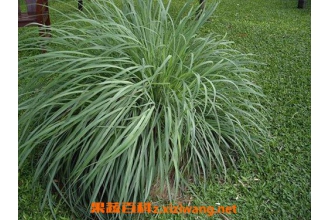 ��é���Ĺ�Ч������ ��é����ҩ�ü�ֵ