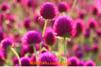 ǧ�պ����ӵ���ֲ���� ǧ�պ����ӵĲ��ַ���
