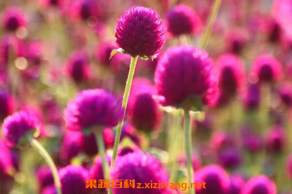  ǧ�պ����ӵ���ֲ���� ǧ�պ����ӵĲ��ַ���