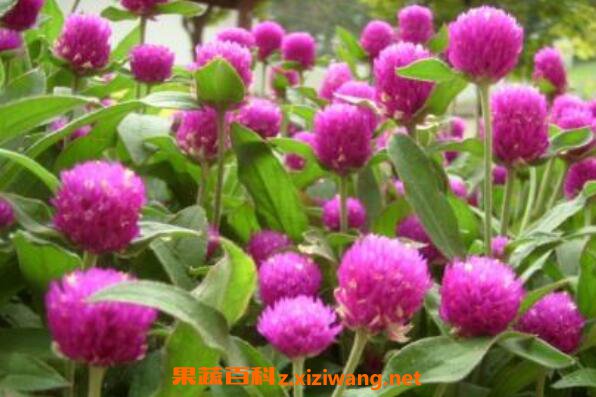  ǧ�պ����ӵ���ֲ���� ǧ�պ����ӵĲ��ַ���