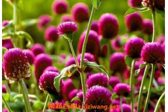 ǧ�պ���β��� ǧ�պ���������