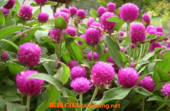 ǧ�պ���β��� ǧ�պ���������