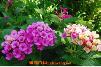 ��ӧ�����Ĺ�Ч������ ��ӧ������ҩ�ü�ֵ