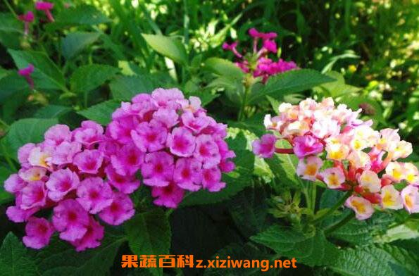 ��ӧ�����Ĺ�Ч������