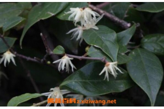 ɽ��÷Ҷ�Ĺ�Ч������ ɽ��÷Ҷ�Ľ���