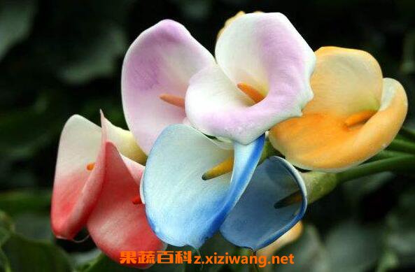 ���󻨵Ĺ�Ч������ ������ʲô��ɫ