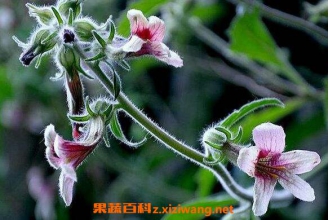 �ػƻ���ô�� �ػƻ�����ˮ����