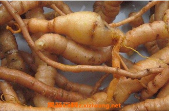 Ұ���ػ���ô�� Ұ���ػƵ��÷�������