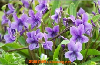 �ϻ��ض���ˮ�ȵĹ�Ч������ �ϻ��ض���ҩ�ü�ֵ