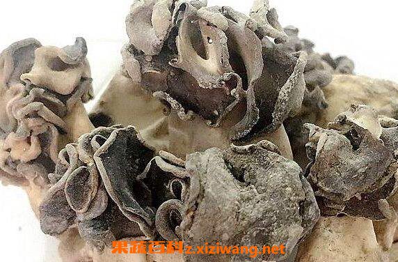  �ͳ�Ģ���Ĺ�Ч������ �ͳ�Ģ����ҩ�ü�ֵ