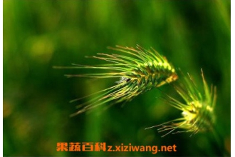 Ұ������ô�� Ұ���ӵ���ȷʳ�÷���