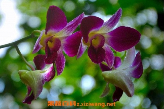 ʯ������ô�� ʯ��������ֳ������ע������