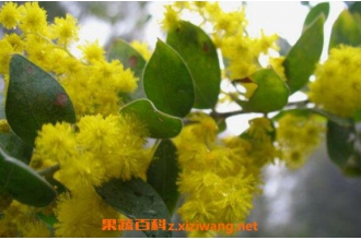 �ٽ�ϻ��Ĺ�Ч������ �ٽ�ϻ���ҩ�ü�ֵ