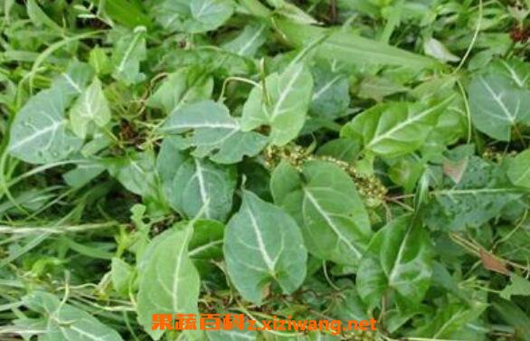 ҹ���ٵĹ�Ч������ ҹ���ٵĸ�����