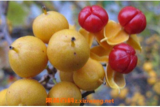 �����ٹ��Ĺ�Ч������ �����ٹ��Ľ���