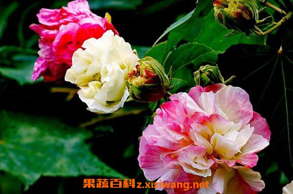 ܽ�ػ���ô�� ܽ�ػ�����ֳ����