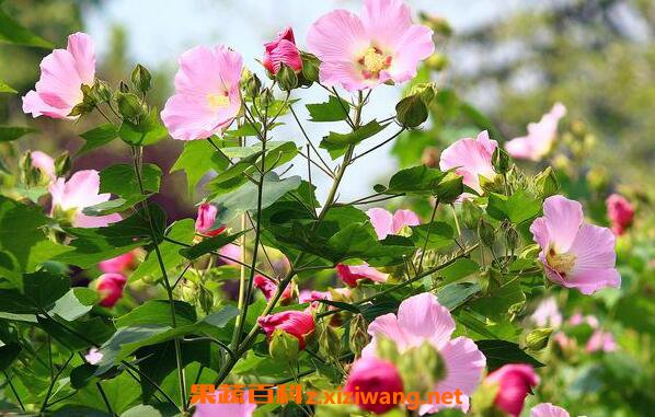 ܽ�ػ���ô�� ܽ�ػ�����ֳ����