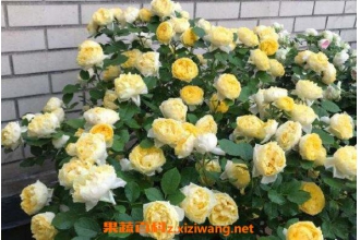 ��˿ȸ������ֳ���� ��˿ȸ������ֲ����