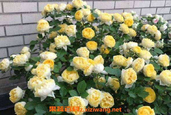 ��˿ȸ������ֳ���� ��˿ȸ������ֲ����