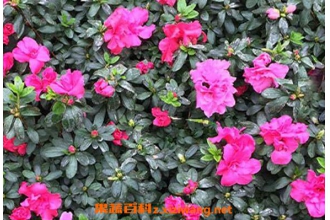 ë�ž�Ĺ�Ч������ ë�ž��ҩ�ü�ֵ