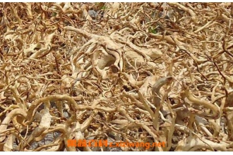 �׻��ž���Ĺ�Ч������