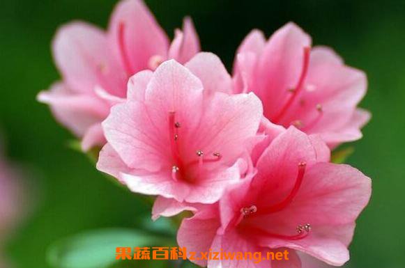 杜鹃花籽的功效与作用