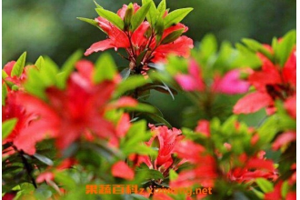 �ž���Ĺ�Ч�����ü�ҩ�ü�ֵ