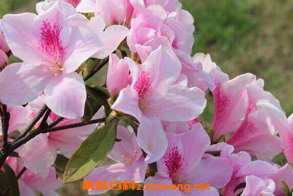 �ž���Ĺ�Ч�����ü�ҩ�ü�ֵ