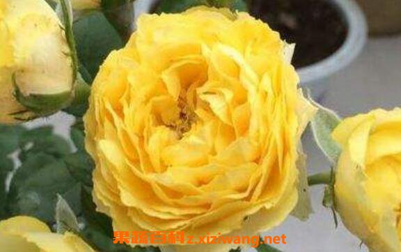 ��˿ȸ�������ֳ ��˿ȸ������ֳ����