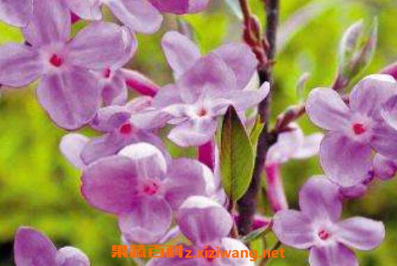 ܾ���Ĺ�Ч������ ܾ�����÷�