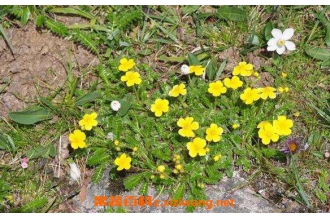 ���ײݵĹ�Ч������ ���ײ���ˮ�ȵĹ�Ч