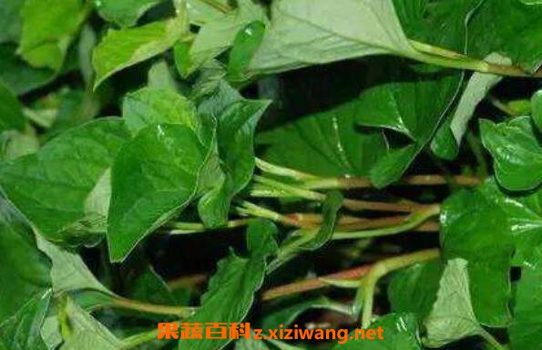 ު�˵Ĺ�Ч������ ު�˵�ҩ�ü�ֵ