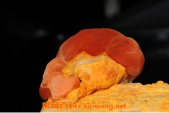 ţ��֥�Ĺ�Ч������ ţ��֥�ĸ�����