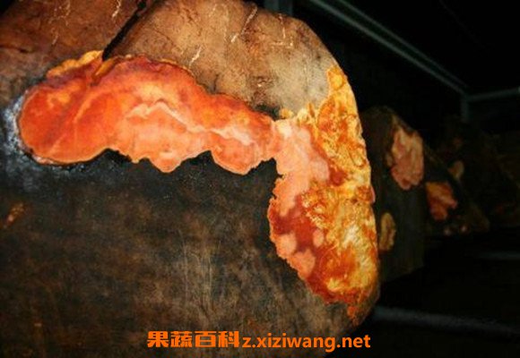 ţ����